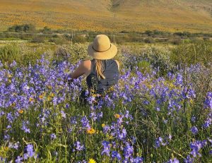 Warm weer stel vanjaar se Clanwilliam-blommeskouspel af