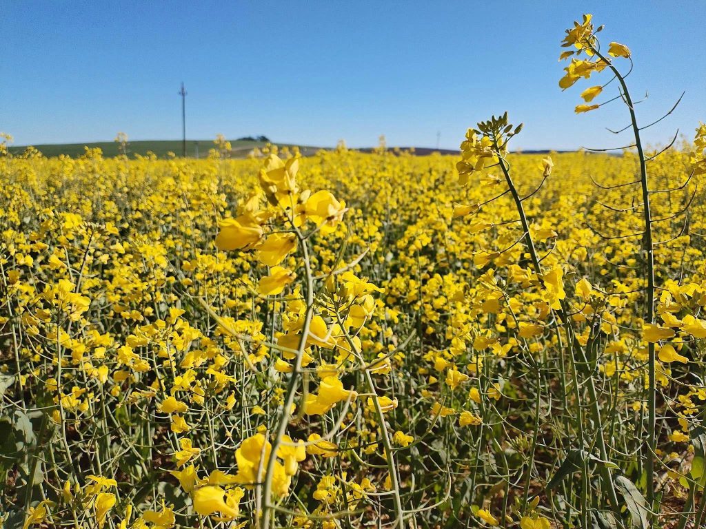 Flower season is showing off with bright colours.