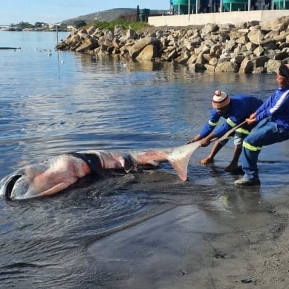 Die grootbekhaai word uit die water gehaal nadat dit in die hawe uitgespoel het. Foto: Danie Hefers