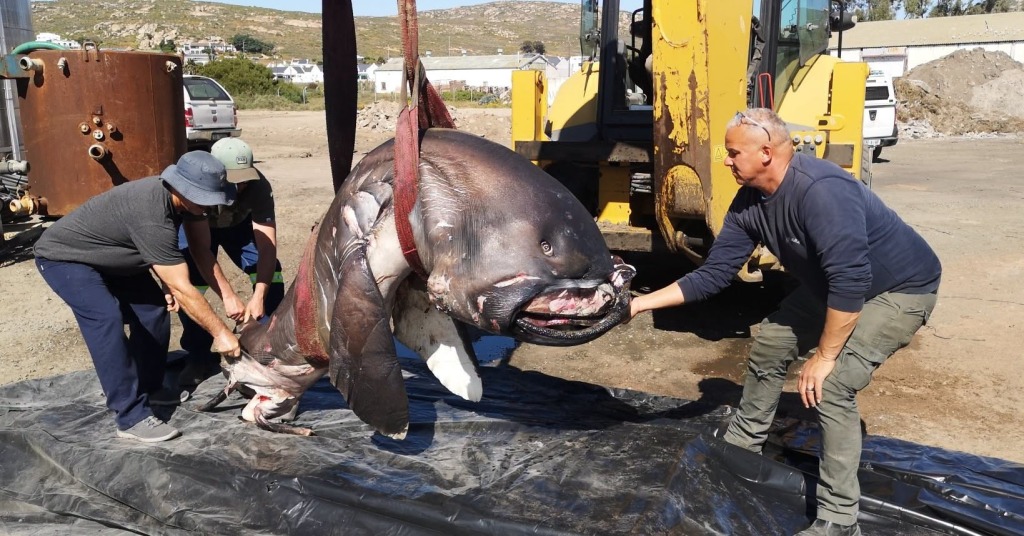 Navorsers het monsters van die grootbekhaai geneem om onder meer die moontlike oorsaak van sy vrekte te bepaal.