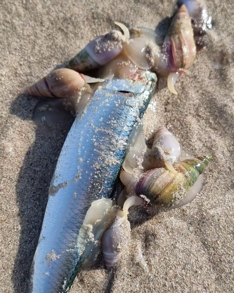 'n Naby-skoot van uitgespoelde sardyne op die strand. 