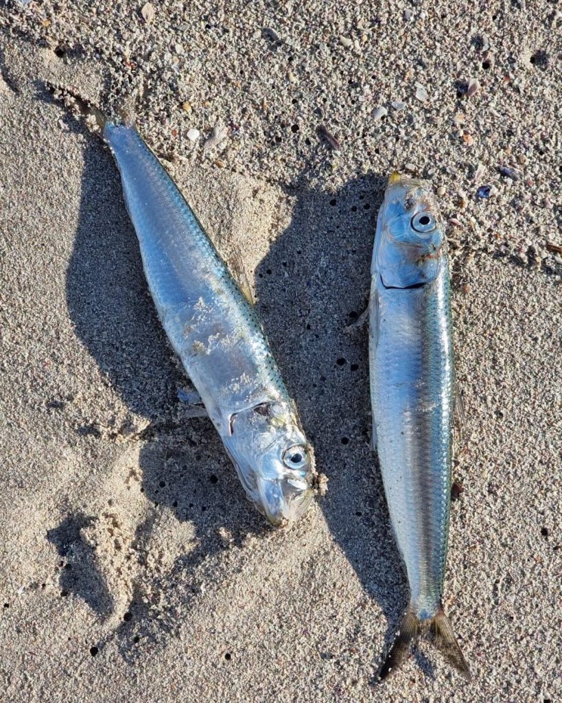 Uitgespoelde sardyne lê tussen seegras en sand. 