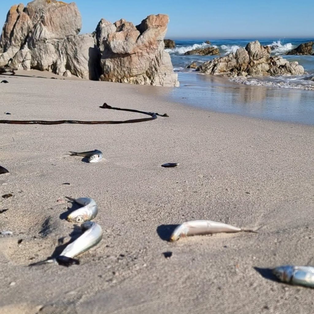 Dooie sardyne lê op die strand nadat dit uitgespoel het. 