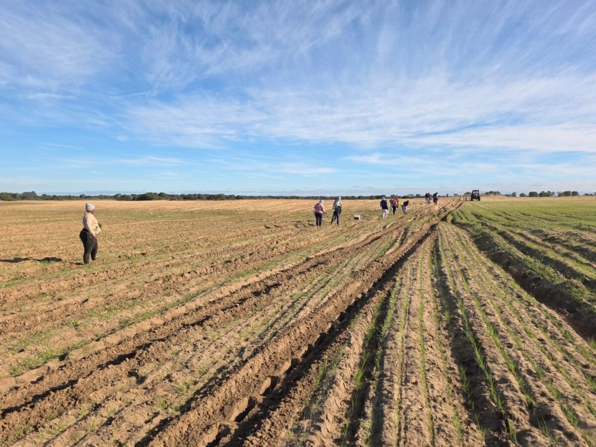 Rooibos word deesdae in die Swartland geplant.