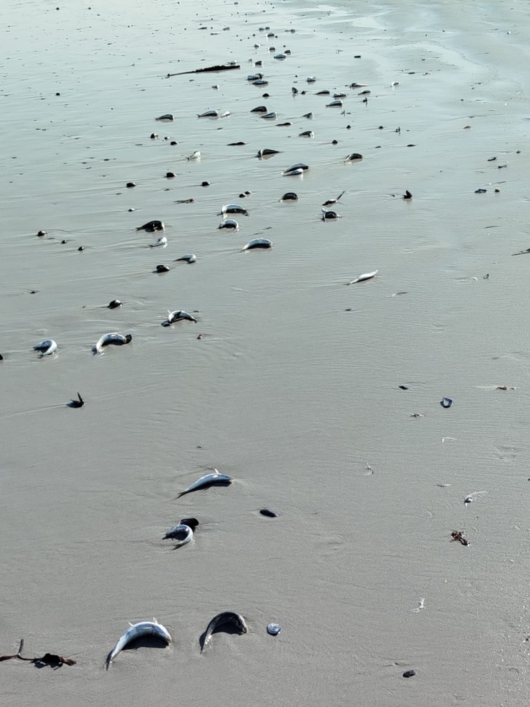 Dooie sardyne lê langs die kus by Melkbosstrand nadat die visse op die strand uitgespoel het.