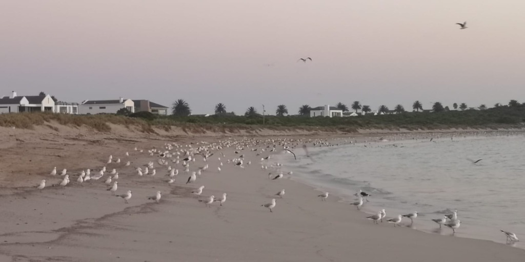 Groot hoeveelhede planktonkrefies lê op die strand by St. Helenabaai nadat dit uitgespoel het. Foto: Danie Hefers