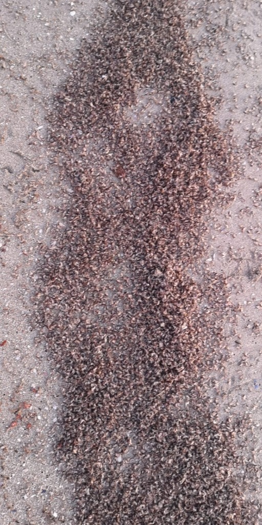 Duisende planktonkrefies (krill) het die afgelope dae op strande by St. Helenabaai uitgespoel.