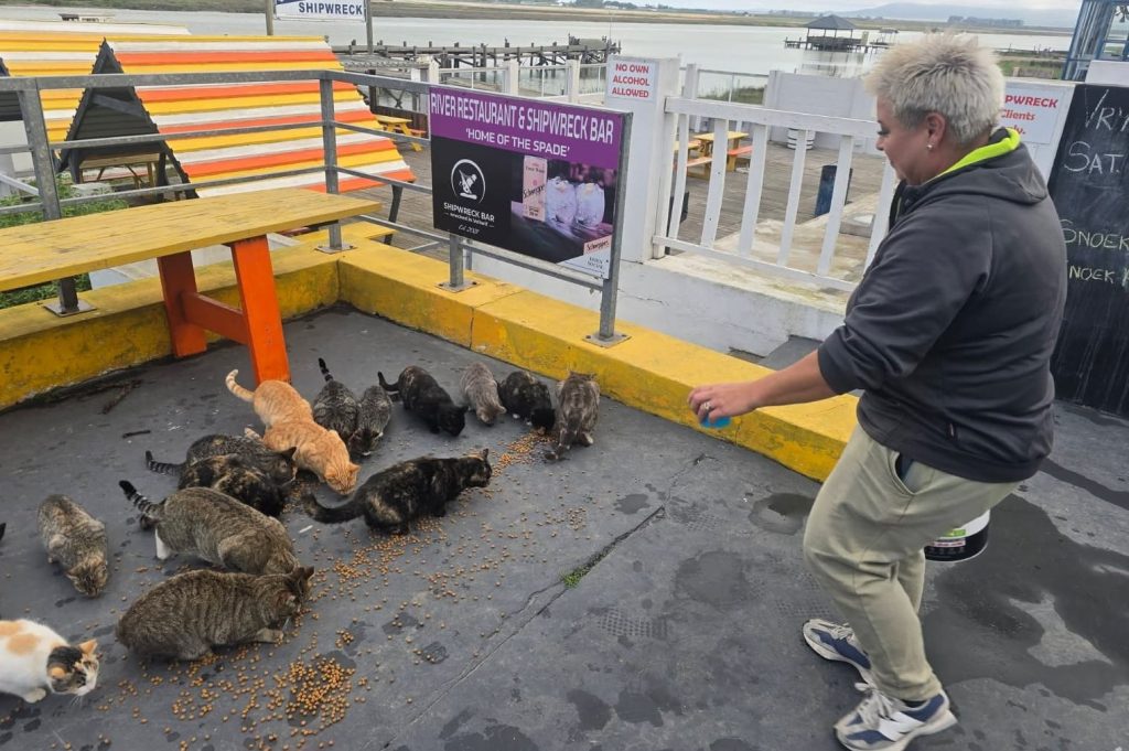 Varenka Le Grange versorg die katte by Shipwreck, waar hulle daagliks kos en water ontvang.