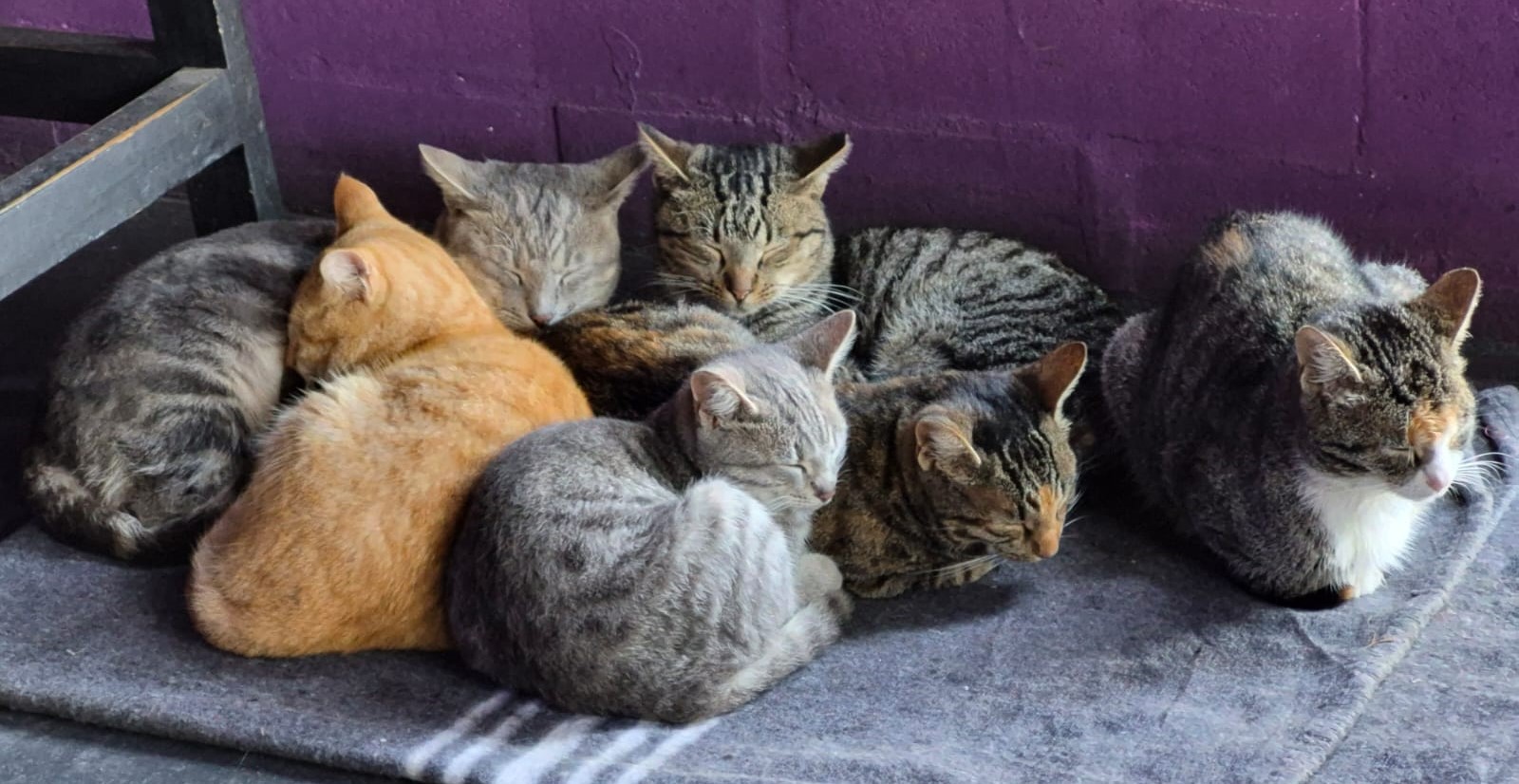 Die katte wat by Shipwreck versorg word, veilig en rustig bymekaar.