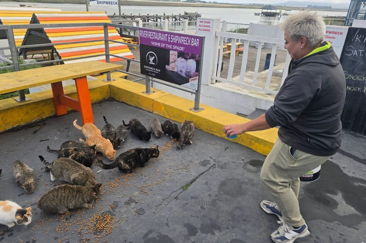 Varenka la Grange versorg die katte by Shipwreck, waar hulle daagliks kos en water kry.