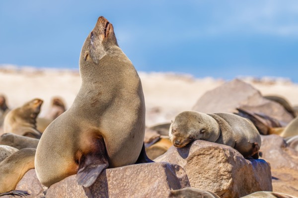 Cape fur seals rest on the rocks along the coastline.