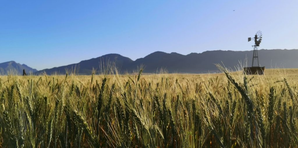 'n Koringland naby Goedverwacht. Foto: Danie Hefers