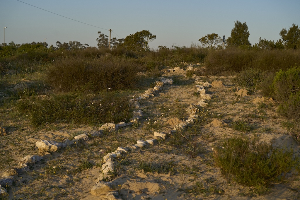 Die plantegroei in die Hopefield-fynbospark. Foto: Barry Christianson