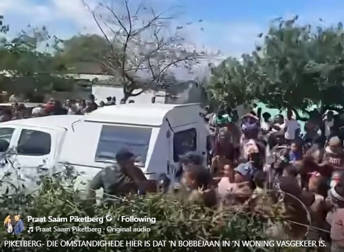 Die gemeenskap het op Donderdag 1 September kom kyk wat die bobbejaanmannetjie maak. SKERMSKOOT: Praat Saam Piketberg