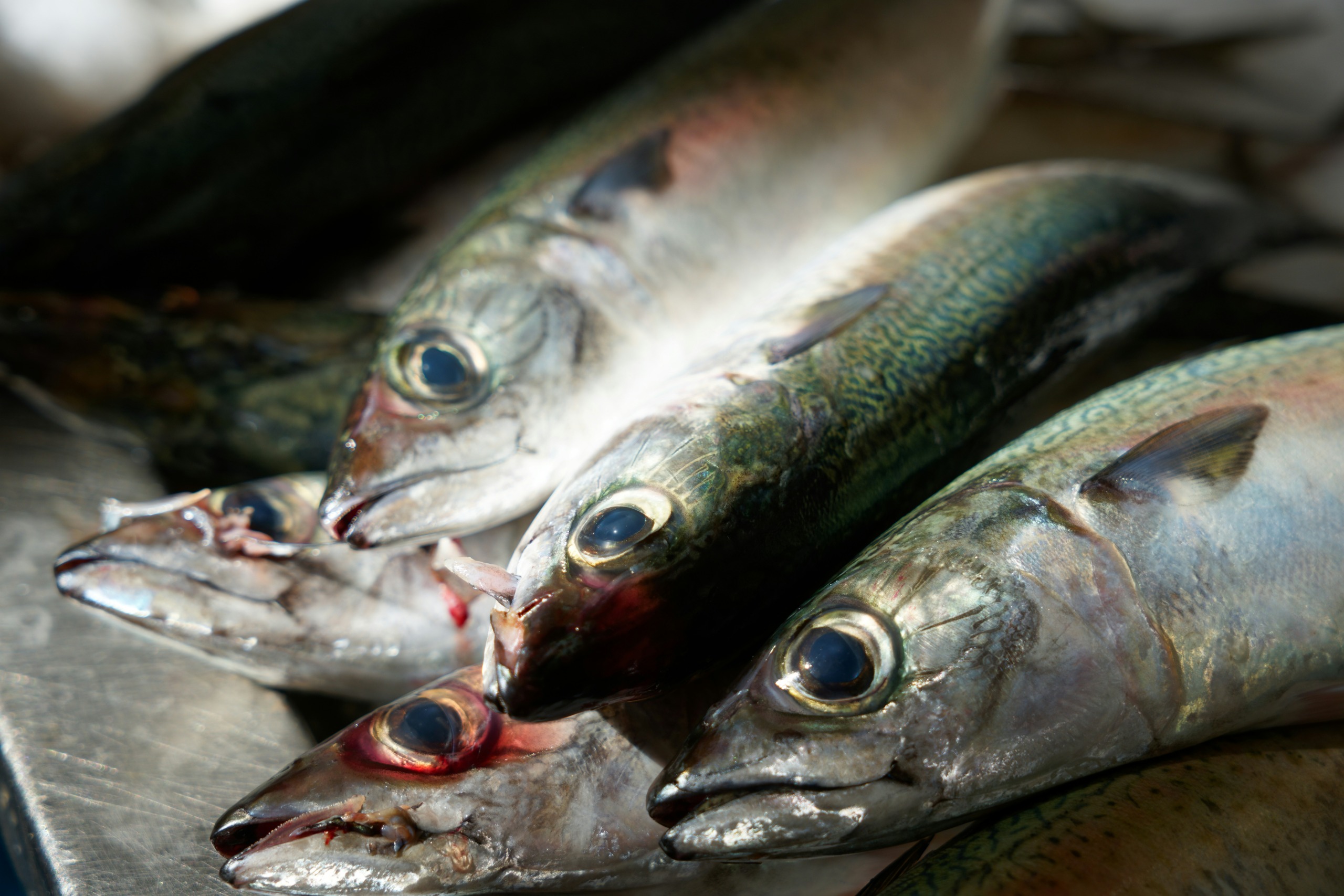 Sardines were affected by the mass mortality event. Photo: Colin Watts | Unsplash