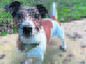 Man jaag oor stopstraat, ry geliefde hondjie dood