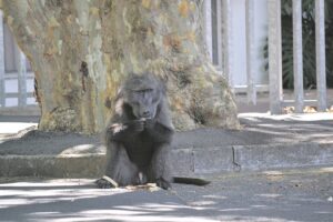 Paarl bobbejaan se aapstreke vir eers verby