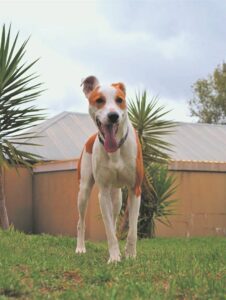 Beskerm jou hond tydens donderstorms