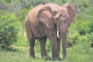 Man killed by elephant on game reserve