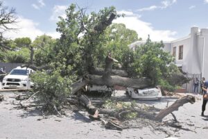 Boom wat val keer vrou in bakkie vas