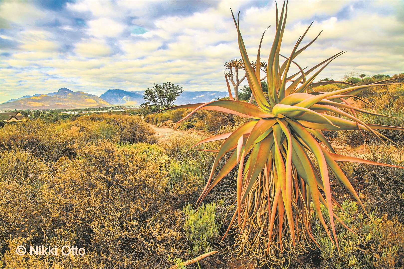 Karoo Botanical Garden
