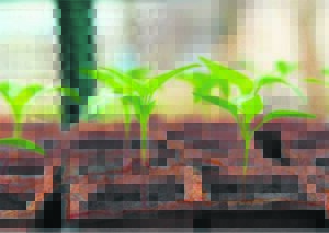 Food gardens on the rise