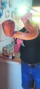 Cape Cobra spends an extended visit with family