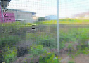Skool in Avianpark kry gereeld ‘kuiergaste’