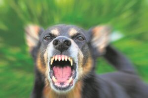 Rabies: vaccinate, protect, prevent