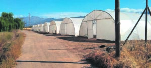 Tonnelboerdery kry vet hupstoot