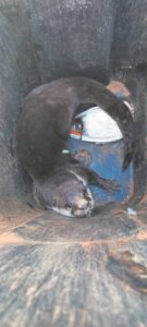 Otterkarnalie maak sy verskyning in Reüniepark, Worcester