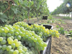 Bogemiddelde oes bring uitsonderlike wyne