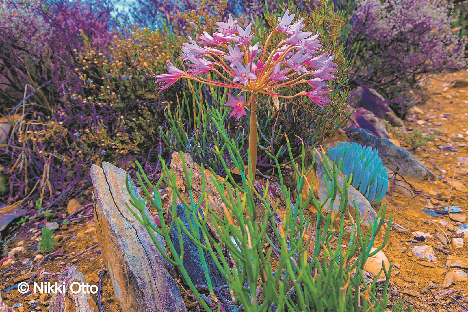 A beautiful wildflower Karoo Garden