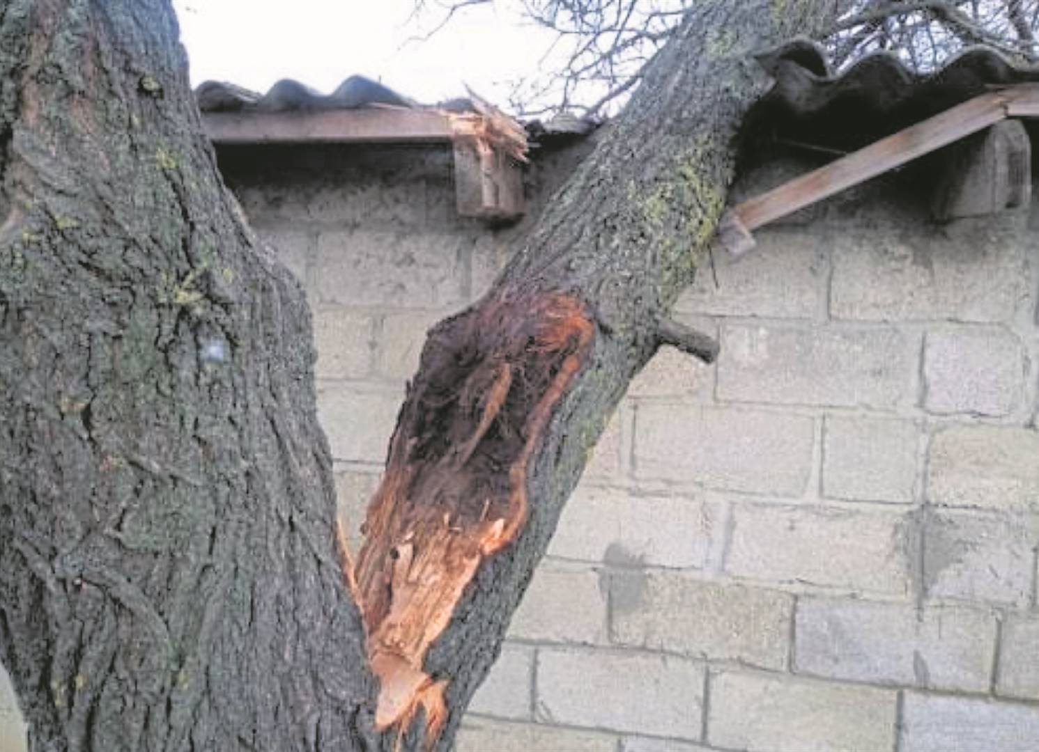 Wendy Arêndse van Riverview 