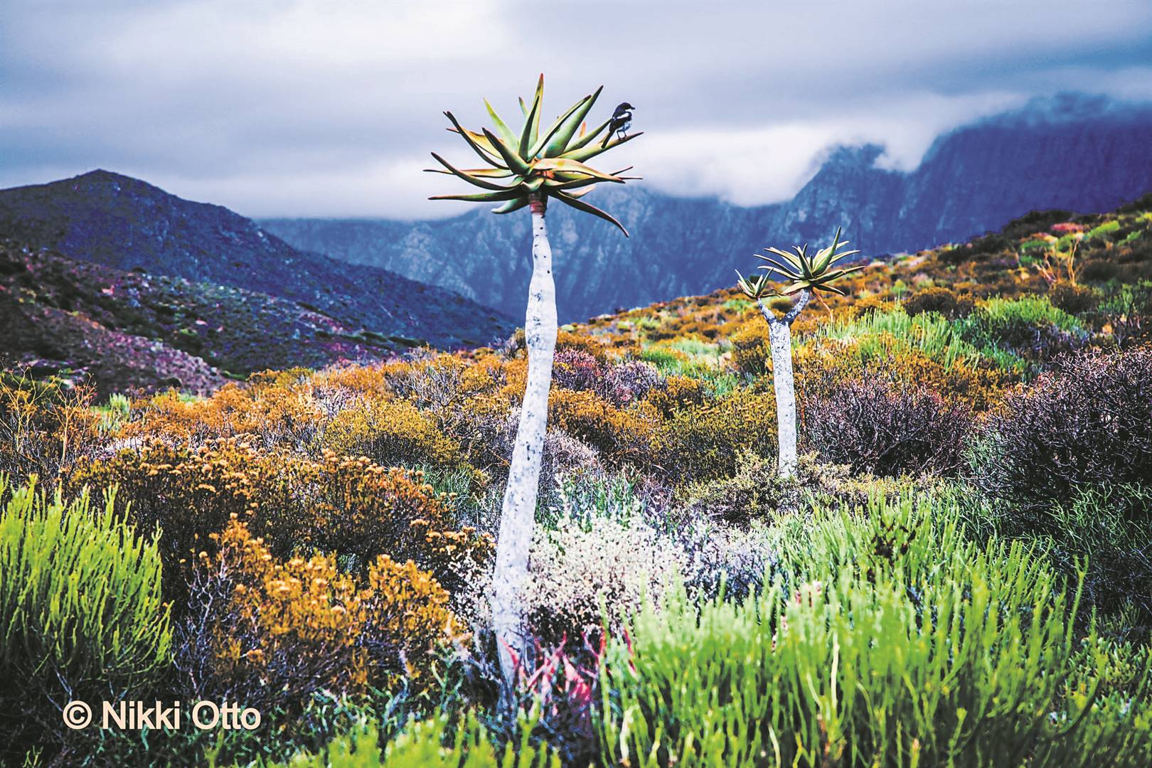 Karoo Botanical Garden