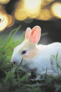This is a test article for Standard
