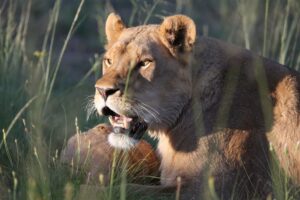 Rise up and Roar for Four Paws