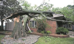 Wind waai bome en voertuig om