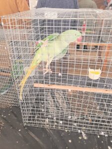 Rawsonville’s Eike Hall hosting third parrot auction