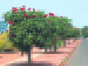 De la Batweg se vlambome staan weer trots in die blom