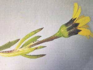 Nuwe plantsoort in Breedevallei ontdek