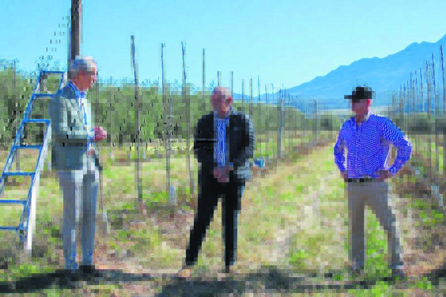 Tech group plants olive trees to offset enviro impact