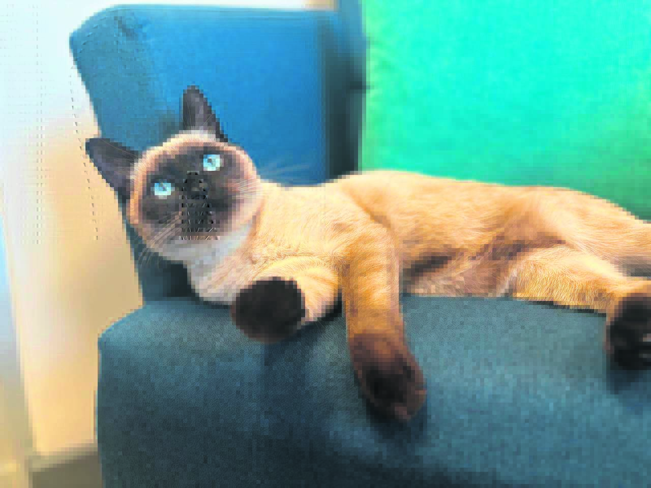 Furry friend has UWC feline fine