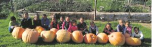 Glen Heatlie kweek reusepampoene . . .