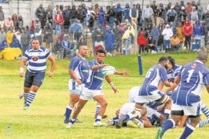 Town kry streepsuiker in Montagu