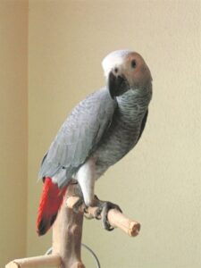Second annual parrot auction this weekend