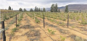 Two grape farms to be sold in Trawal