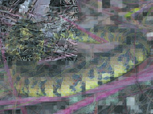 Avoid snakes, antivenom stocks low
