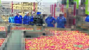 Stettyn-landgoed se geheim is samewerking