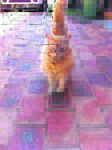 Katte-ma ten gronde ná wrede skietdood